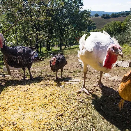 La Coccinella Séjour à la ferme