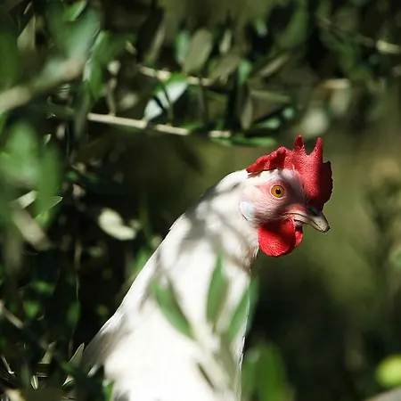 La Coccinella * Valfabbrica